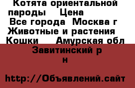 Котята ориентальной пароды  › Цена ­ 12 000 - Все города, Москва г. Животные и растения » Кошки   . Амурская обл.,Завитинский р-н